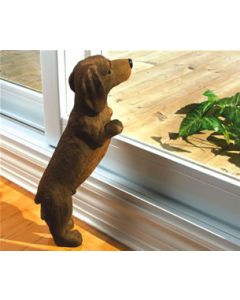 Curious Dachshund